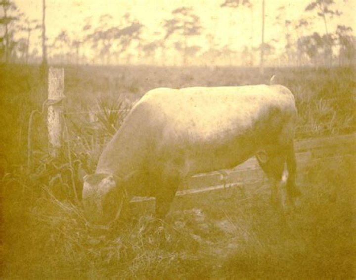 Florida Memory • Portrait of Patricia Beech Tallahassee, Florida.