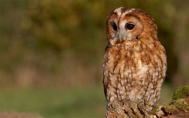 Tawny Owl wallpaper 1920x1200 59164
