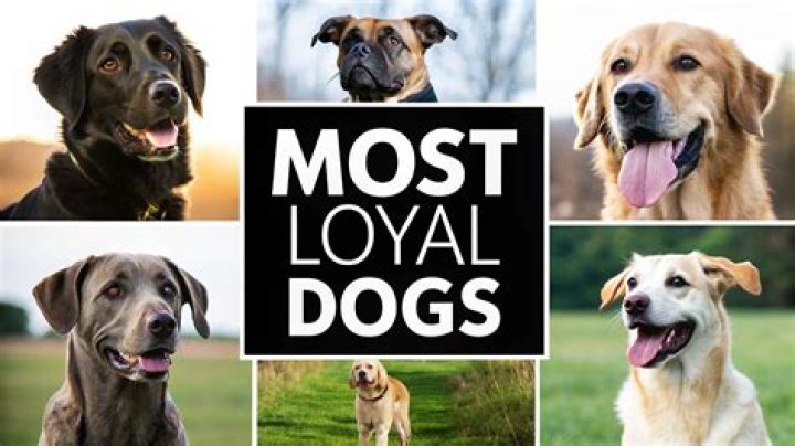 Who Is The Most Loyal Zodiac Sign? And Who Is The Least Loyal? 😳😳😳